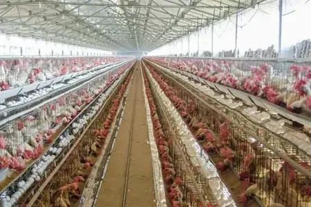 How Are TN's Namakkal Poultry Farms Responding to Bird Flu Alerts?