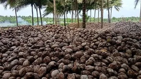 Pollachi coconut exports revive on Gulf demand return; freight costs weigh