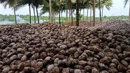 Pollachi coconut exports revive on Gulf demand return; freight costs weigh