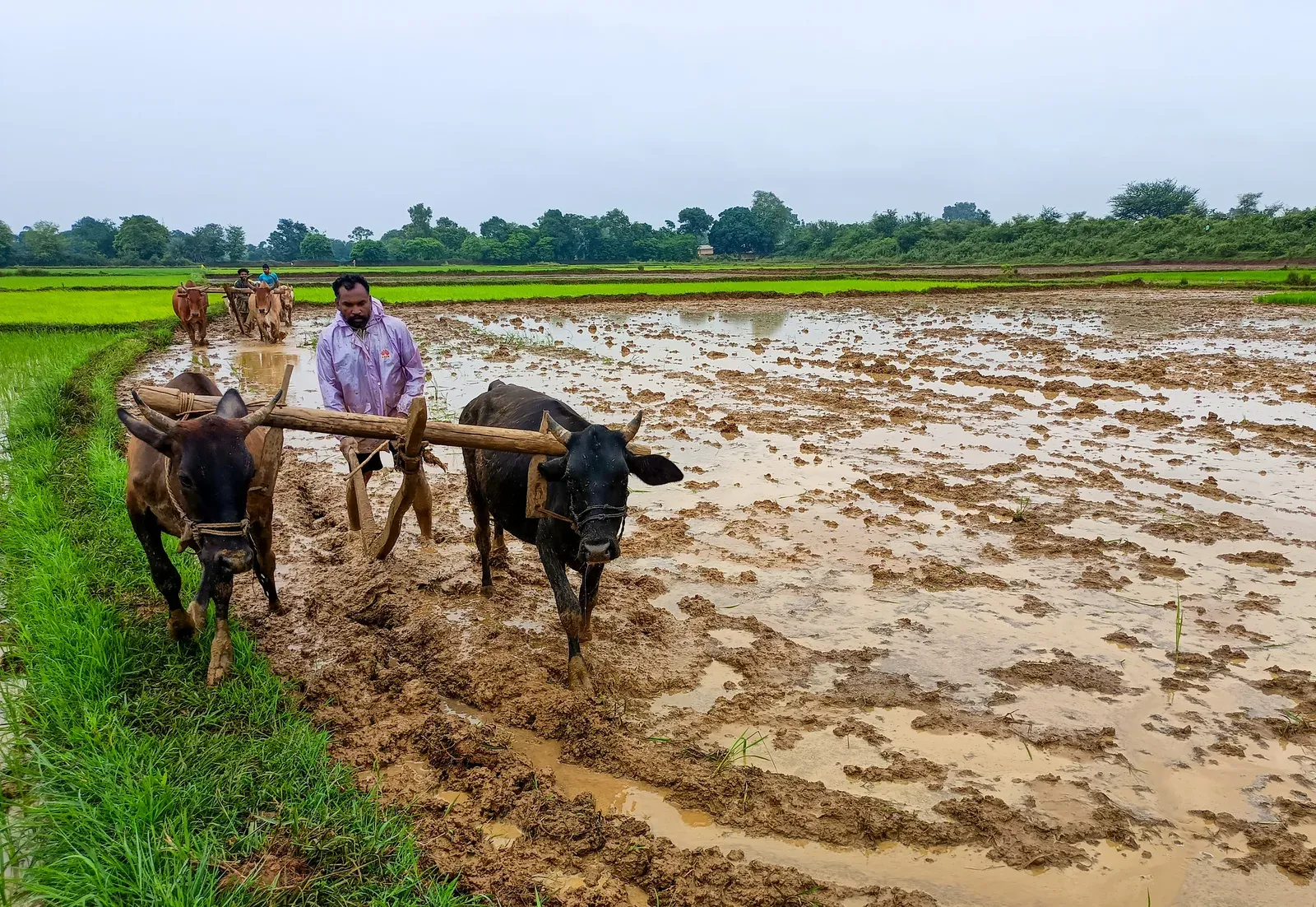 Kharif sowing at 531 lakh hectares, down 16% as monsoon stays deficient