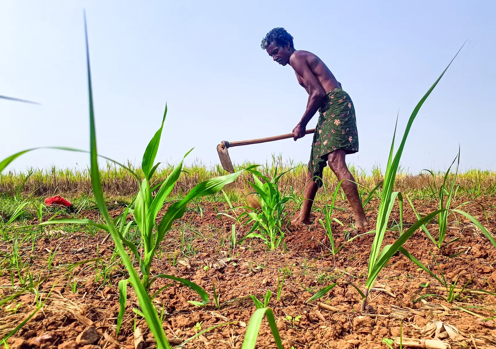 Kharif sowing 2025: India's total area at 84.6 lakh hectares as of June 12
