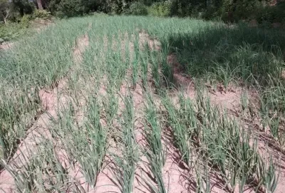 Has the total area sown under kharif crops surpassed 708 lakh hectares?