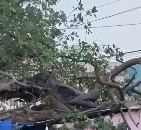 Could a Tree Collapse in Dwarka Be Prevented?