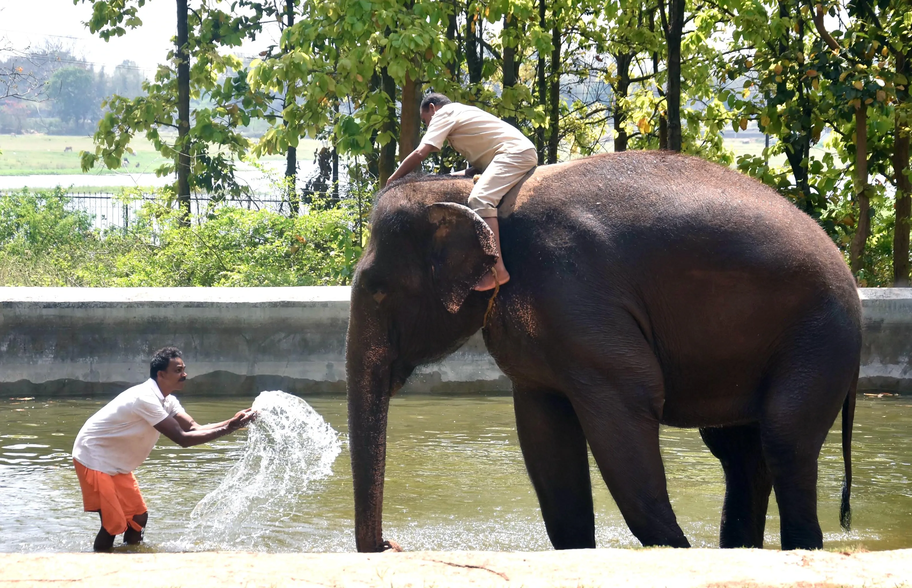 Will TN Mahouts and Cavadis Transform Elephant Care in Thailand?