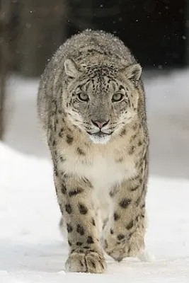 Are Trans-Himalayan Regions in Himachal Home to 83 Snow Leopards?