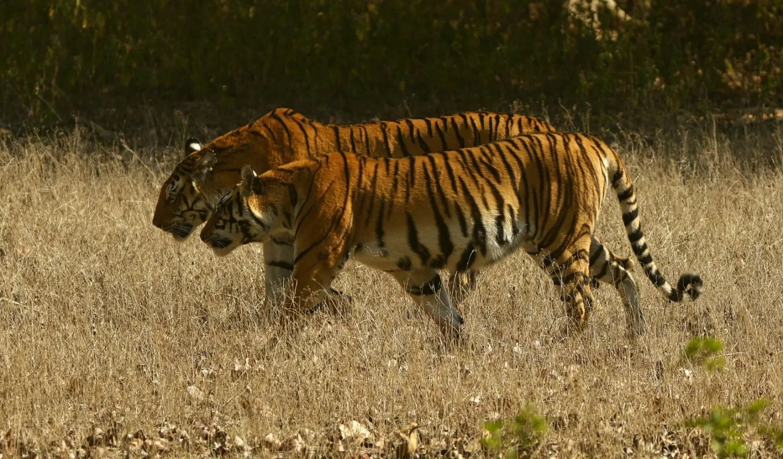 What Happened to the Tigress Found Dead in Kanha Tiger Reserve?