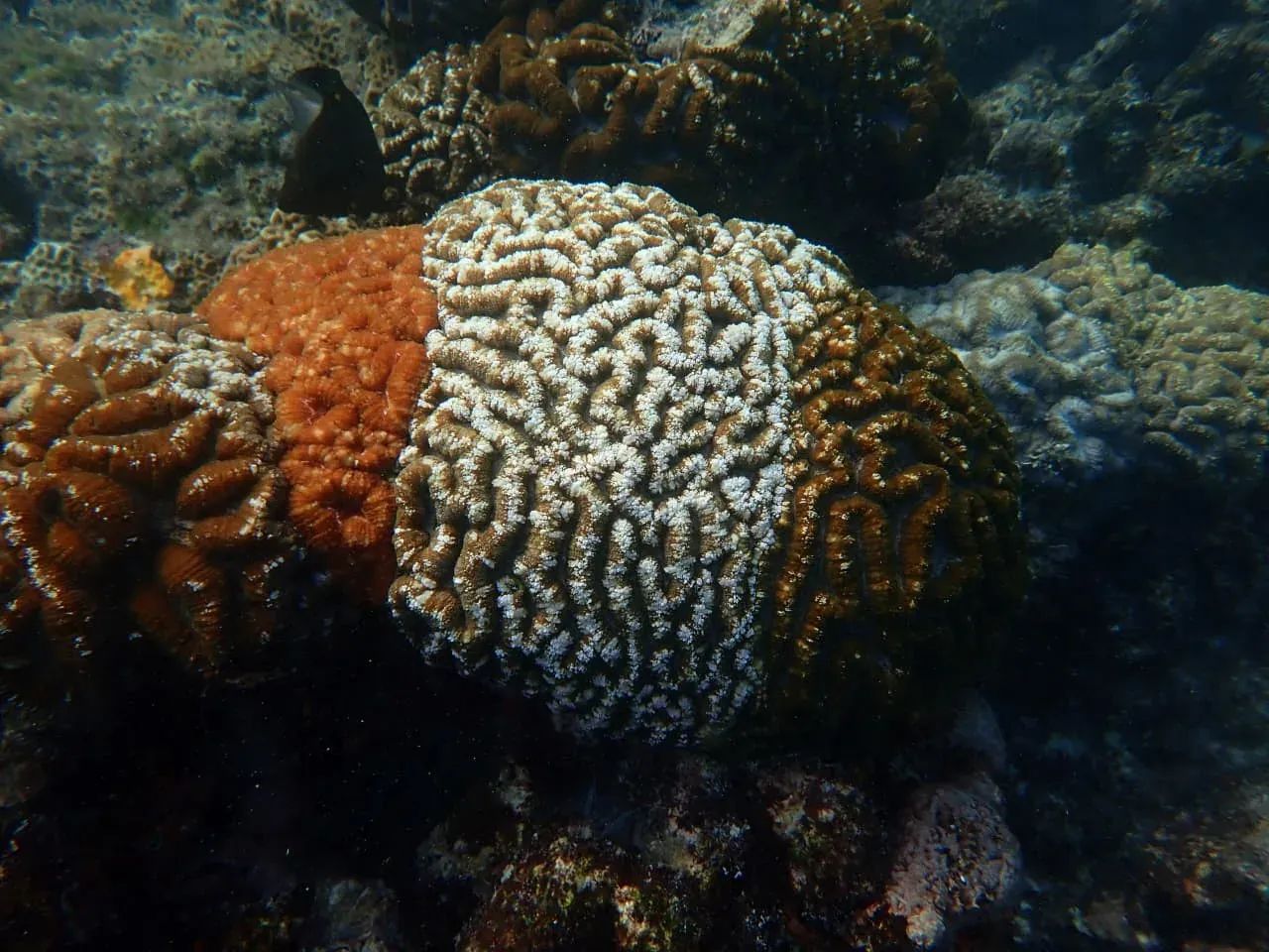 Tricolour corals off Minicoy offer clues to climate resilience