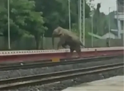 Tripura's Forest Department Raises Alarm After Wild Elephant Injured by Fast Train