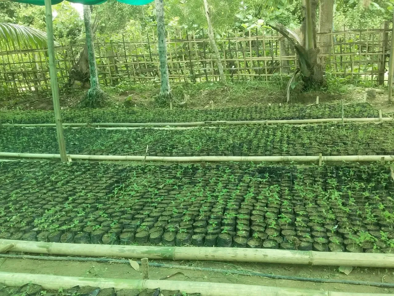 Has Tripura Started Experimental Soilless Hydroponic Farming?