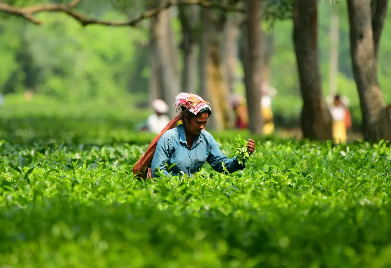 Tripura tea sector to draw ₹726 crore via MoUs at Business Conclave 2026