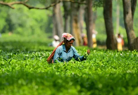 Tripura tea sector to draw ₹726 crore via MoUs at Business Conclave 2026