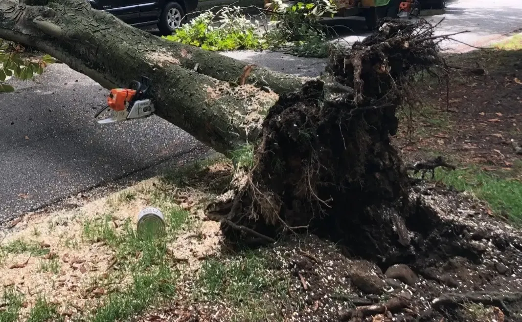 Tragic Incident in Tripura: Two Workers Lose Lives as Tree Falls