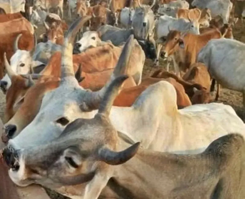 TTD Refutes Claims of Cow Deaths in Goshala