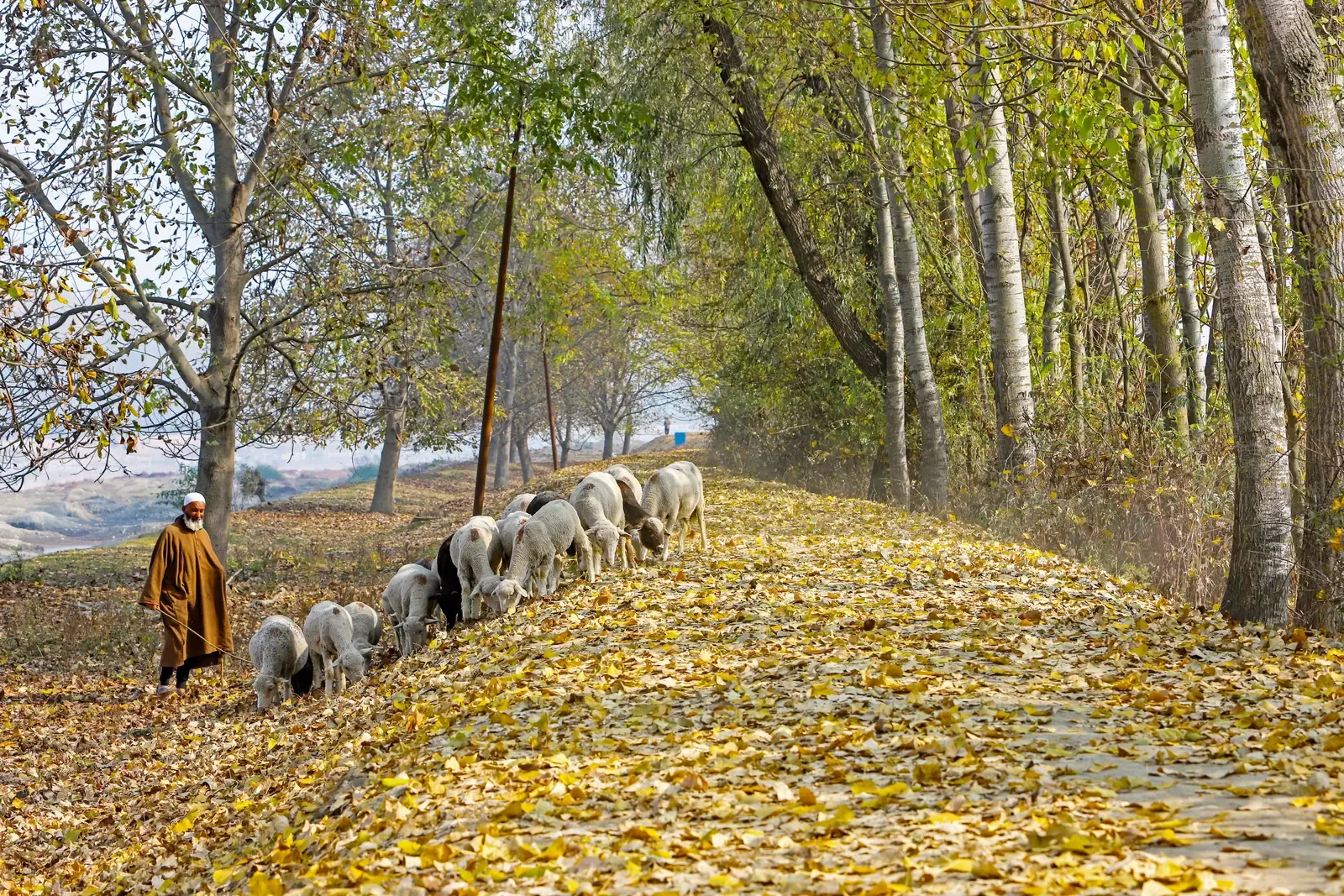 Kashmir autumn 2026: Migratory birds, Chinar gold and a record October heat