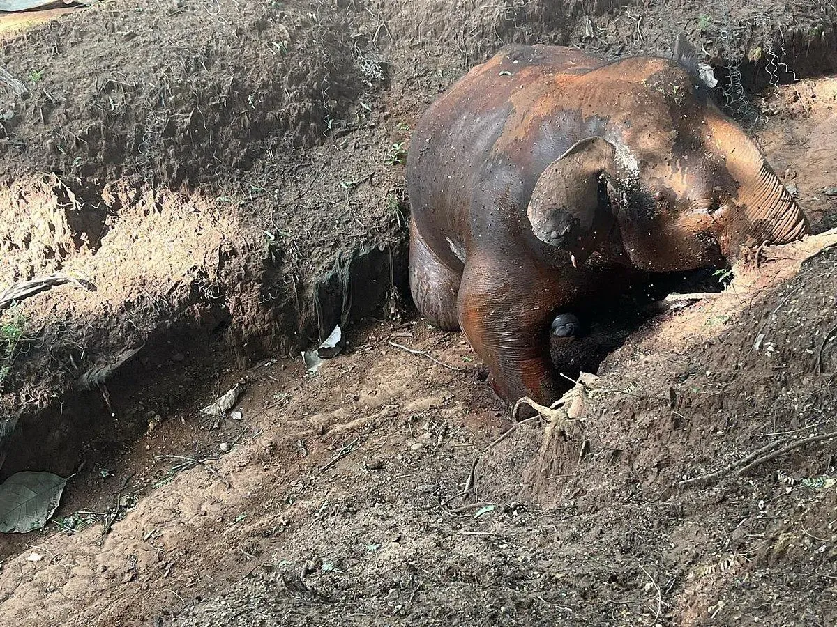 Why Was a Tusker Found Dead in an Unmaintained Elephant-Proof Trench Near Mettupalayam?