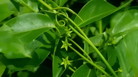 त्वचा रोगों से लेकर पाचन तक, जाने कृष्ण सारिवा के अद्भुत लाभ