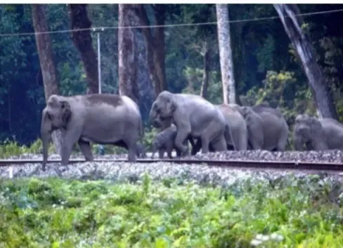 Two elephant calves killed by train in Andhra's Anantapur; Pawan Kalyan orders action