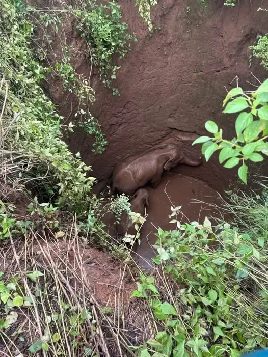 How Did Two Elephants Get Trapped in a 25-Foot Well in Jharkhand’s Ramgarh?