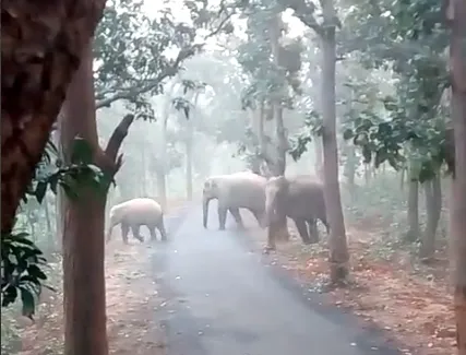 Two Tribal Individuals in Kerala Pass Away While Fleeing from Wild Elephants; Autopsy Results Pending
