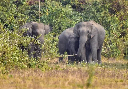 Two killed in wild elephant attacks in Assam's Nagaon district