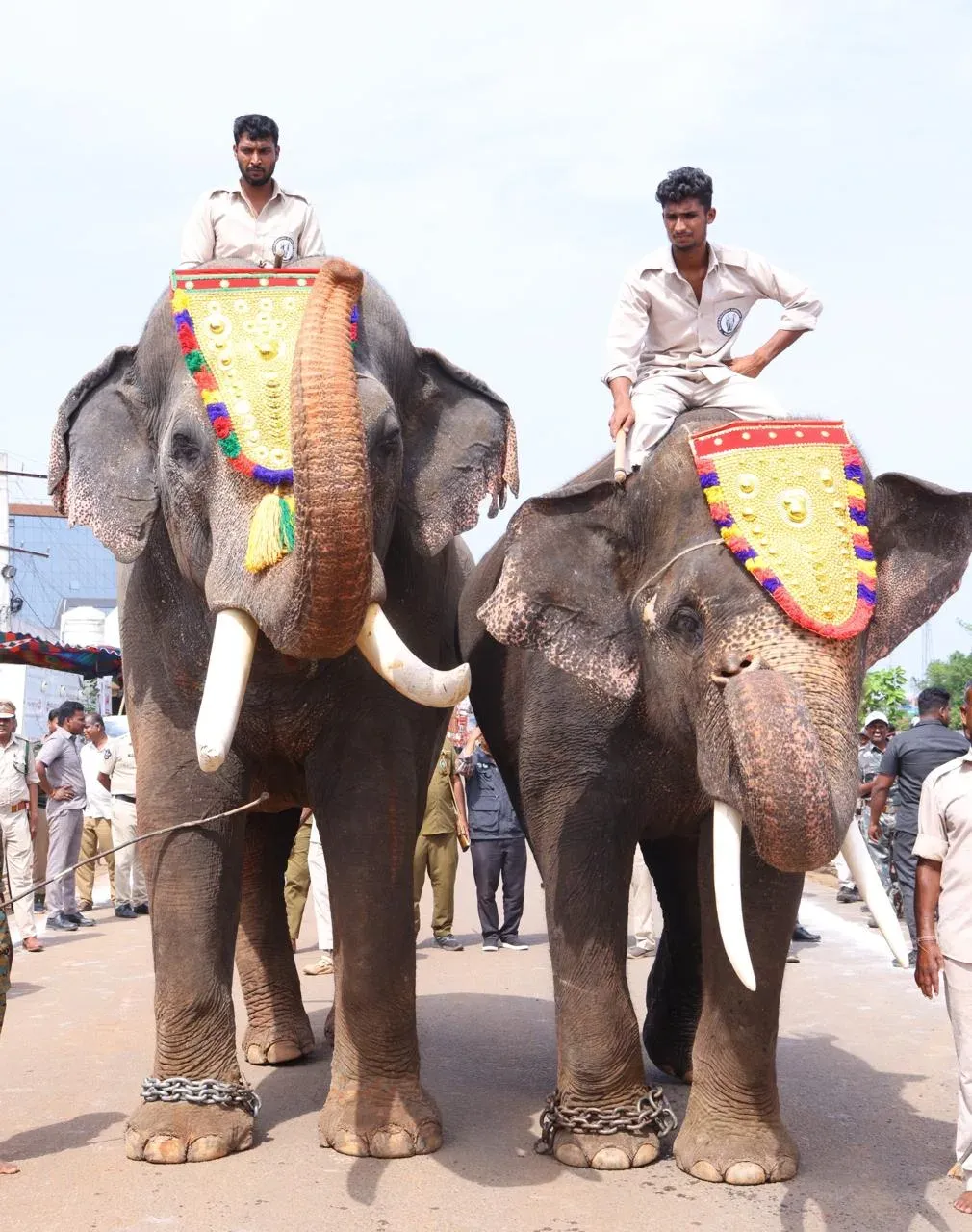 Pawan Kalyan flags off 2 Kumki elephants to curb human-elephant conflict in Parvathipuram