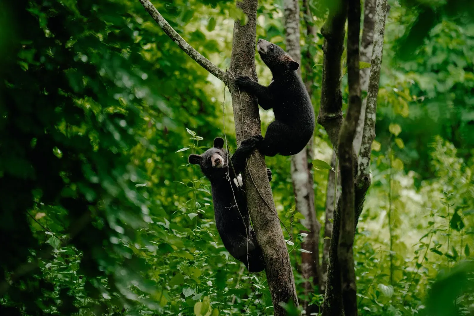 What Happened to the Two Orphaned Asiatic Black Bears Released in Assam National Park?