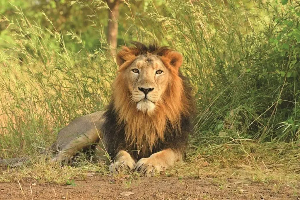 Gujarat to Host Two-Phase Asiatic Lion Census from May 10-13