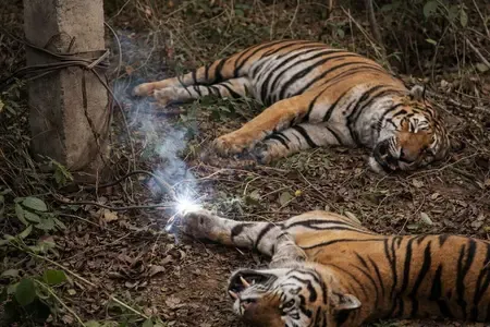 What Happened to the Two Tigers Found Dead in Shahdol, MP?