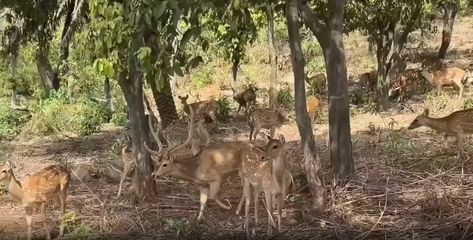 उधमपुर डियर रेस्क्यू पार्क में गर्मी से बचाव के पुख्ता इंतजाम, स्प्रिंकलिंग से लेकर साप्ताहिक स्वास्थ्य जांच तक