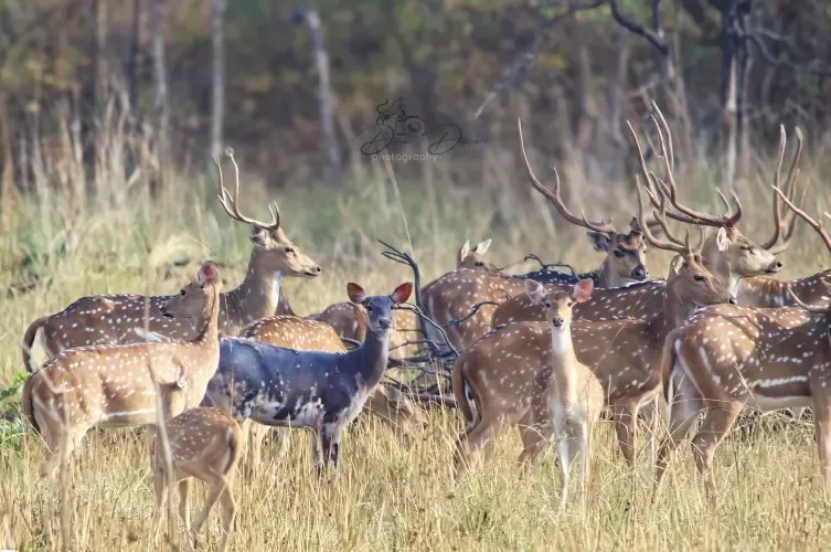 उमरेड-पवनी-करांडला अभयारण्य में काले चीतल की अद्भुत उपस्थिति
