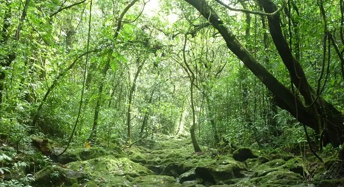 Security Forces Annihilate Underground Maoist Hideout in Narayanpur