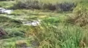 Unseasonal Rain Impacts Samba Paddy in Tamil Nadu, Farmers Face Setbacks
