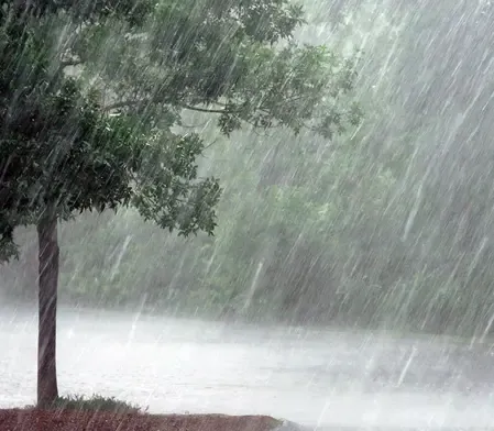 Unexpected Rainfall Leads to Significant Crop Damage in Telangana