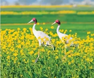 Uttar Pradesh Government Launches Sarus Circuit to Safeguard State Bird