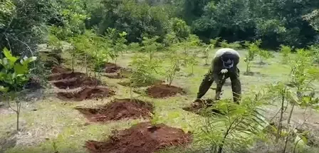 Will Uttar Pradesh's Thematic Forests Launch on July 18 Transform the State's Green Cover?