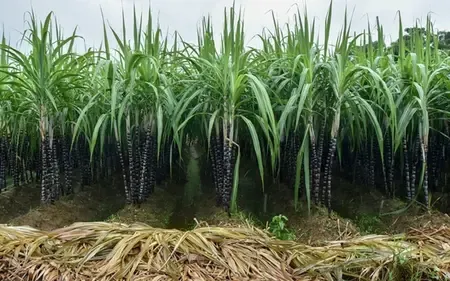 UP Launches GPS Sugarcane Survey May 1: Key Details for Farmers
