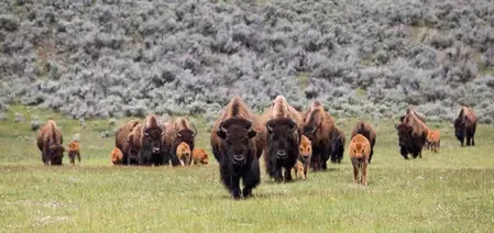 How is a US bill aiming to expand tribal buffalo herds?