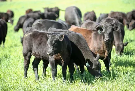 New World Screwworm confirmed in Texas: 2nd case in Zavala County