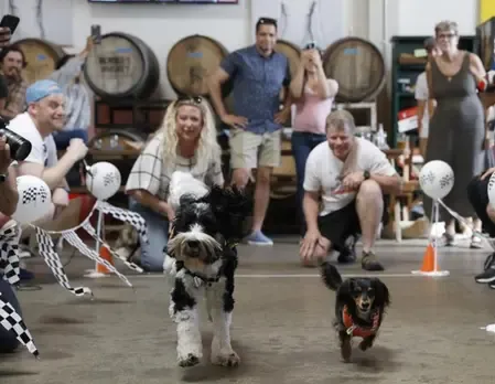 US Pet Industry Surges to $157 Billion Amidst Challenges