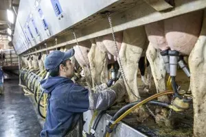 US: Raw milk recall in California expands after bird flu virus detection