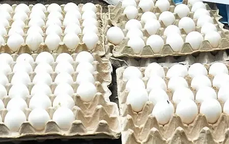 What Impact Do US Tariffs Have on Rs 20 Crore Egg Export from Namakkal?