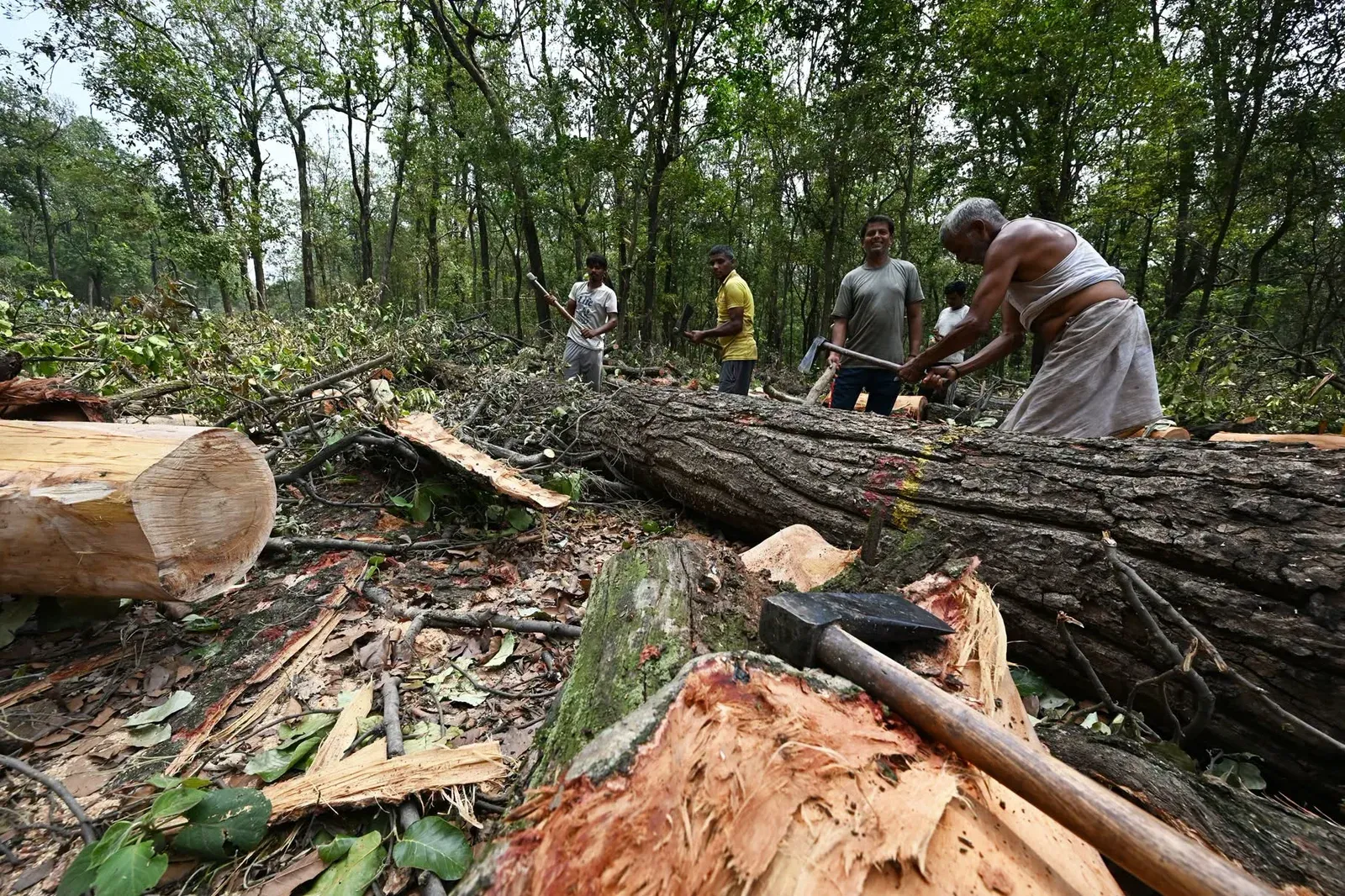 Uttarakhand CM Dhami suspends Saat Mod tree-felling amid Dehradun protests