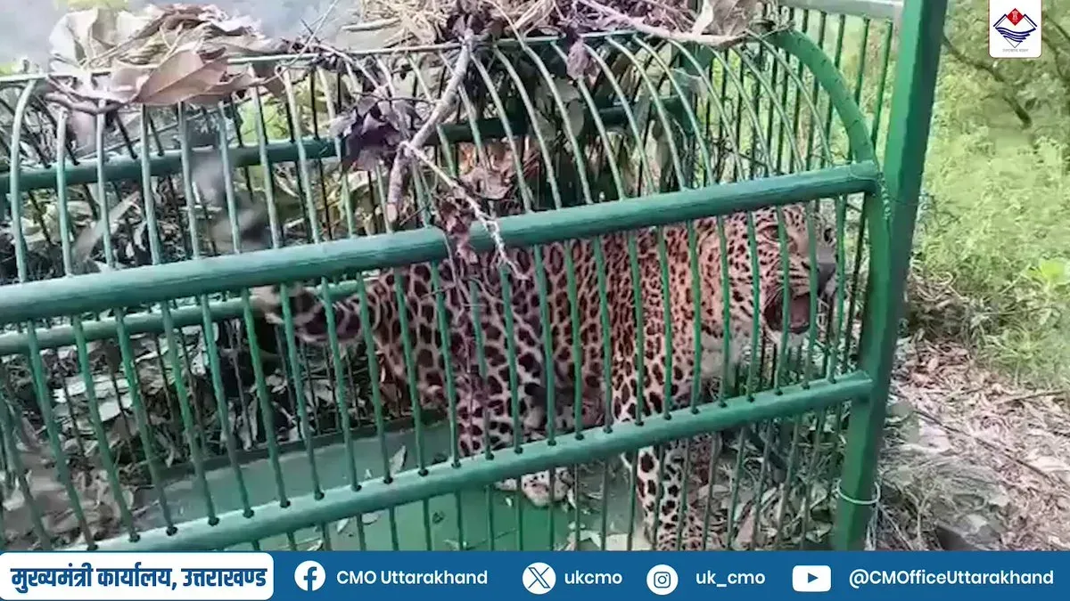 Uttarakhand Govt Traps Leopard in Pauri Garhwal Village