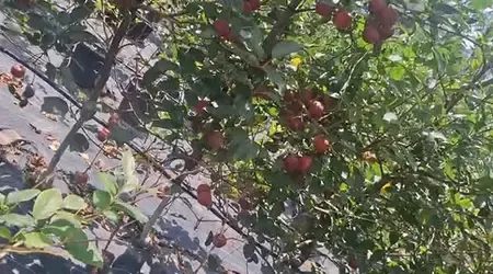 उत्तराखंड में सेब क्रांति का आगाज : नई तकनीक से सेब की खेती कर रहे 100 किसानों को मिला सम्मान 