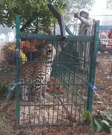 उत्तराखंड: ऊधम सिंह नगर में गुलदार की दहशत जारी, काशीपुर में पिंजरे में फंसा गुलदार