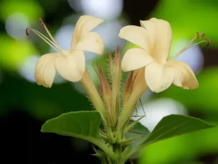 वज्रदंती: मसूड़ों की सूजन, दर्द या बदबू? हर समस्या की छुट्टी कर देगा ये छोटा सा फूल