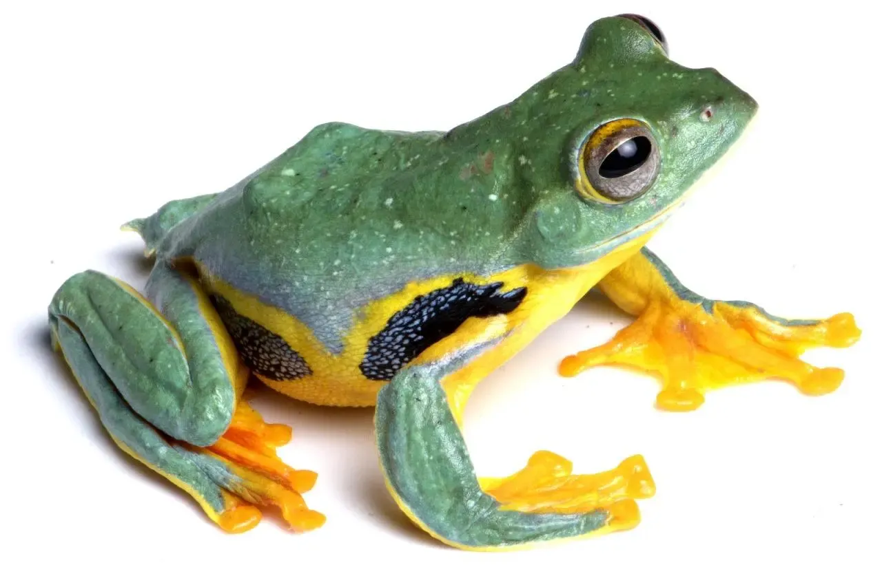 What Vibrant Aquatic and Reptile Life Thrives Along Kaziranga National Park’s Iconic Grasslands?