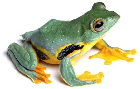 Vibrant aquatic and reptile life thrives along and beneath iconic grasslands of Assam’s Kaziranga National Park