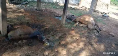 Jaisalmer cattle carcasses at Baragaon yard: burial underway, contractor served notice