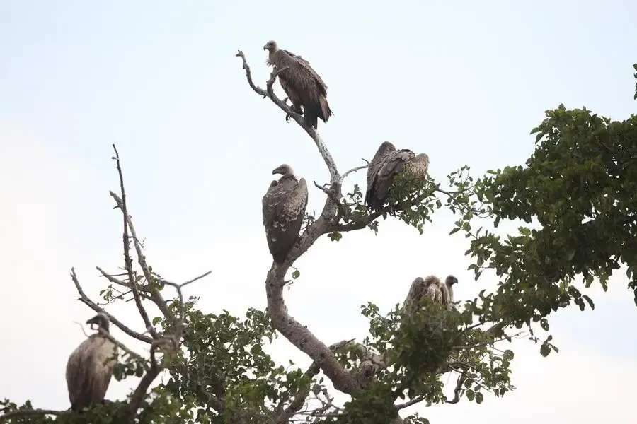 Vultures Contribute $1.8 Billion to Southern Africa's Ecosystem Services: New Findings